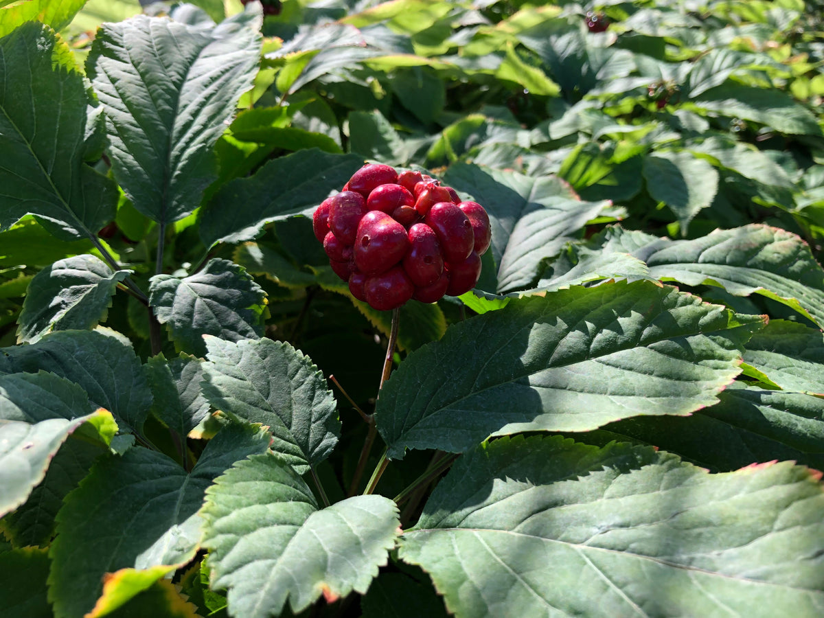 American Ginseng berry cluster
